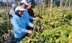 Babinsa Kedungkandang dan Kadispangtan Turun ke Buring, Pastikan Panen Cabai Tetap Melimpah.