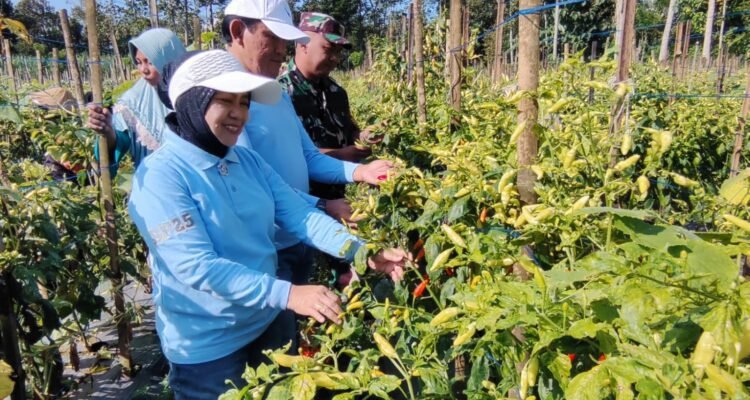 Babinsa Kedungkandang dan Kadispangtan Turun ke Buring, Pastikan Panen Cabai Tetap Melimpah.