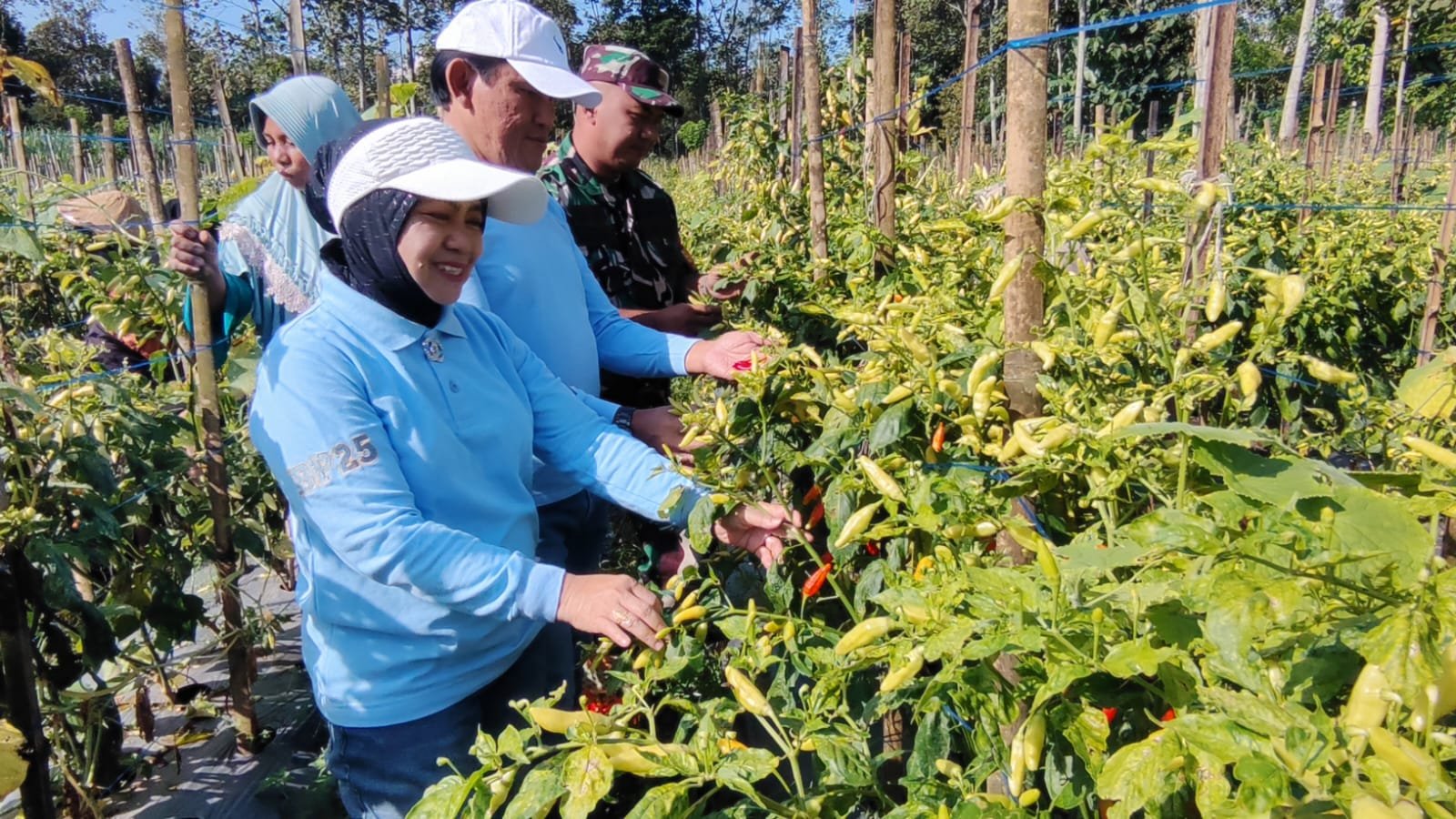 Babinsa Kedungkandang dan Kadispangtan Turun ke Buring, Pastikan Panen Cabai Tetap Melimpah.