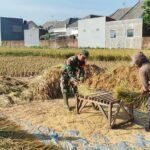 Babinsa Kedungkandang Dampingi Panen Padi, Perkuat Ketahanan Pangan di Wilayah