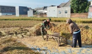 Babinsa Kedungkandang Dampingi Panen Padi, Perkuat Ketahanan Pangan di Wilayah