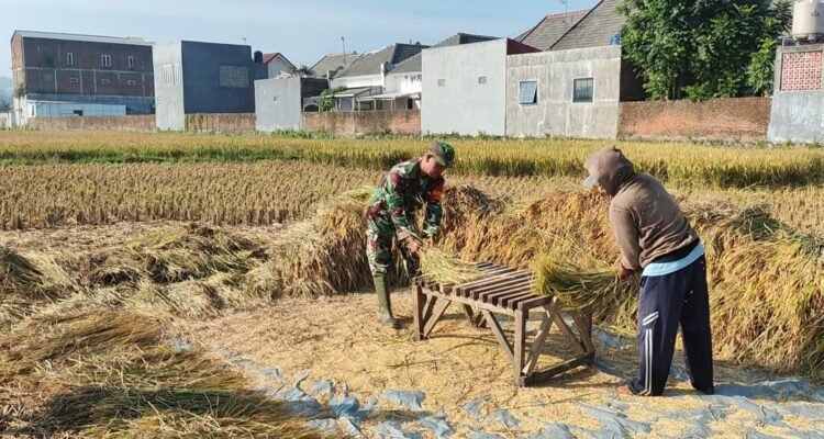 Babinsa Kedungkandang Dampingi Panen Padi, Perkuat Ketahanan Pangan di Wilayah