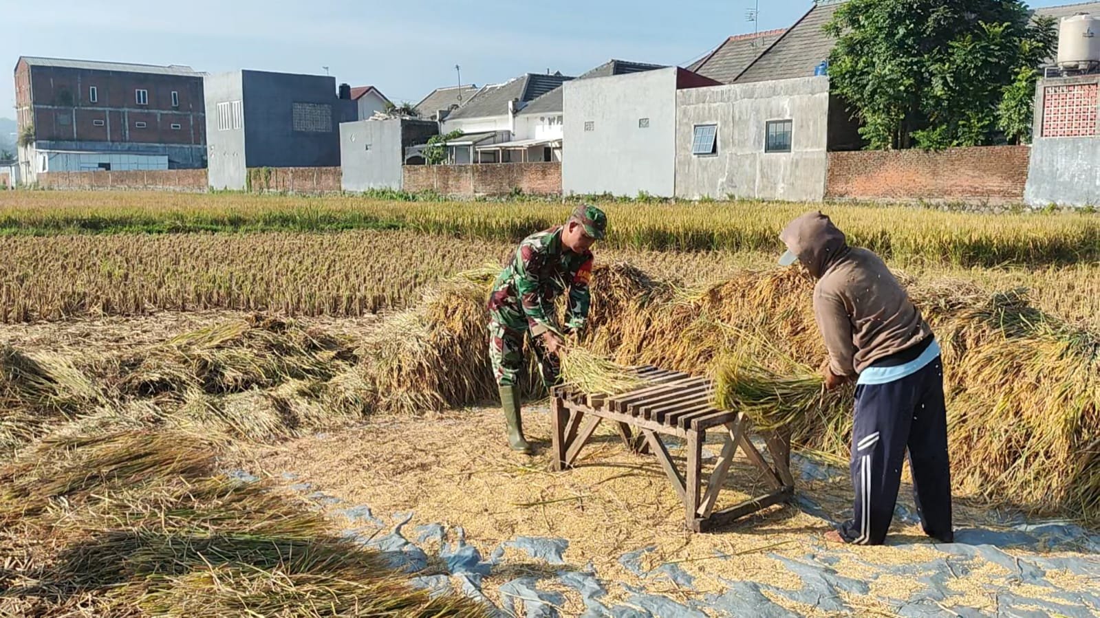 Babinsa Kedungkandang Dampingi Panen Padi, Perkuat Ketahanan Pangan di Wilayah