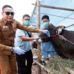 Jelang Idul Adha, Wali Kota Wahyu Sidak Kandang Pastikan Hewan Kurban Sehat Memenuhi Syarat