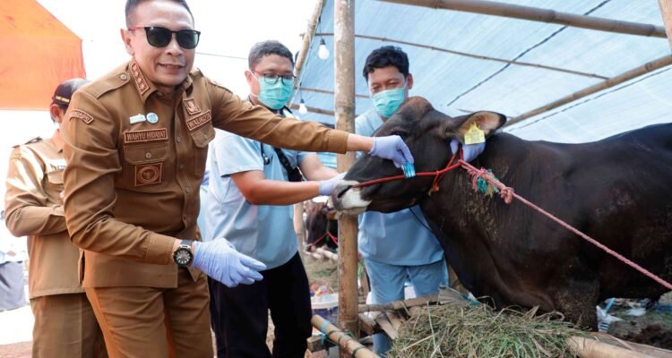 Jelang Idul Adha, Wali Kota Wahyu Sidak Kandang Pastikan Hewan Kurban Sehat Memenuhi Syarat