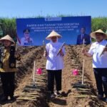 Bongkar Ratoon Jadi Senjata Baru Jatim, Khofifah Bidik Swasembada Gula dari Malang