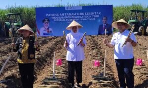 IMG-20260618-WA0068 Bongkar Ratoon Jadi Senjata Baru Jatim, Khofifah Bidik Swasembada Gula dari Malang