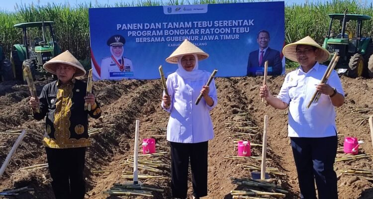 Bongkar Ratoon Jadi Senjata Baru Jatim, Khofifah Bidik Swasembada Gula dari Malang