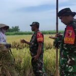 IMG-20260622-WA0077 Babinsa Koramil Kedungkandang Gelar Komsos Dialogis Bersama Petani, Serap Aspirasi Warga
