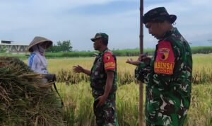 Babinsa Koramil Kedungkandang Gelar Komsos Dialogis Bersama Petani, Serap Aspirasi Warga