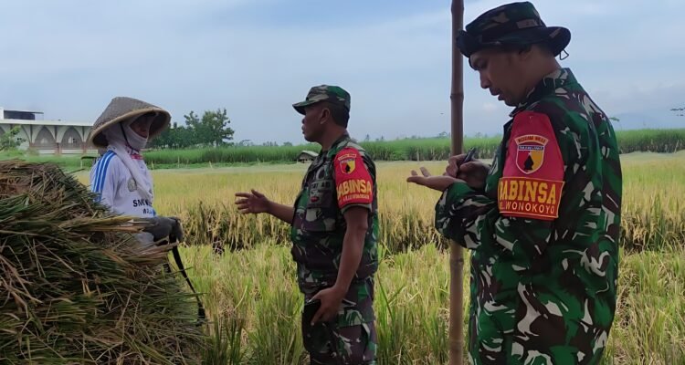 IMG-20260622-WA0077 Babinsa Koramil Kedungkandang Gelar Komsos Dialogis Bersama Petani, Serap Aspirasi Warga
