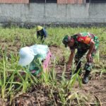 Babinsa Arjowinangun Dampingi Petani Pemupukan Jagung, Perkuat Ketahanan Pangan dan Kemanunggalan TNI-Rakyat