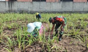 IMG-20260708-WA0037 Babinsa Arjowinangun Dampingi Petani Pemupukan Jagung, Perkuat Ketahanan Pangan dan Kemanunggalan TNI-Rakyat