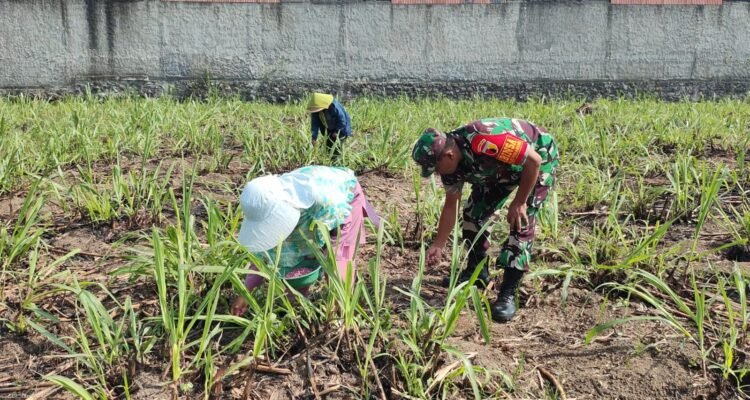 Babinsa Arjowinangun Dampingi Petani Pemupukan Jagung, Perkuat Ketahanan Pangan dan Kemanunggalan TNI-Rakyat
