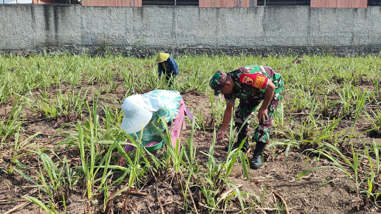 Babinsa Arjowinangun Dampingi Petani Pemupukan Jagung, Perkuat Ketahanan Pangan dan Kemanunggalan TNI-Rakyat