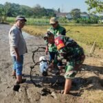 IMG-20260723-WA0042 Optimalisasi Hasil Panen, Babinsa Kedungkandang Dampingi Penanaman Padi Metode PM-AAS di Kelurahan Buring