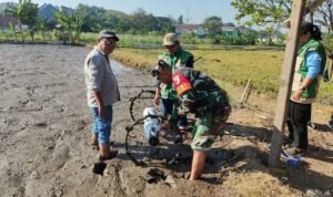 Optimalisasi Hasil Panen, Babinsa Kedungkandang Dampingi Penanaman Padi Metode PM-AAS di Kelurahan Buring