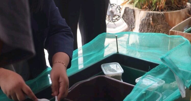 Polinema Kenalkan Budidaya BSF kepada Peternak Lele Tulusbesar, Ubah Sampah PPM, tim Politeknik Negeri Malang (Polinema) mengenalkan budidaya Black Soldier Fly (BSF) atau maggot kepada kelompok peternak lele di Desa Tulusbesar.( Ist )