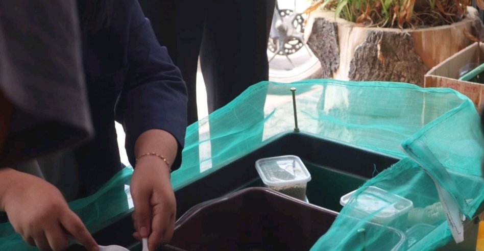 Polinema Kenalkan Budidaya BSF kepada Peternak Lele Tulusbesar, Ubah Sampah PPM, tim Politeknik Negeri Malang (Polinema) mengenalkan budidaya Black Soldier Fly (BSF) atau maggot kepada kelompok peternak lele di Desa Tulusbesar.( Ist )