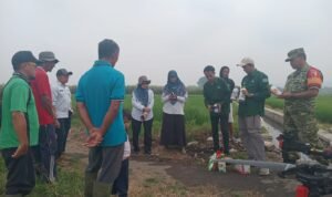 Babinsa Arjowinangun Dampingi Petani Manfaatkan Drone untuk Penyemprotan Padi